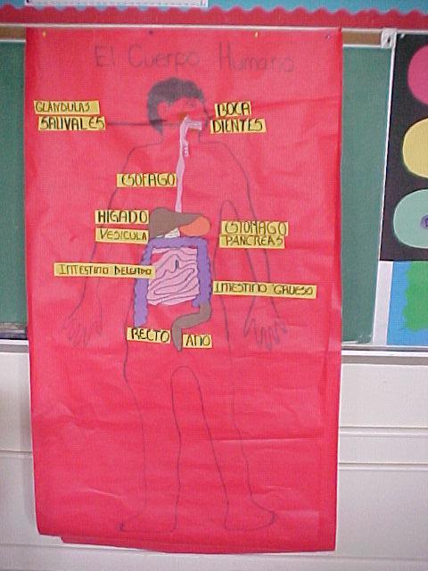 Digestive System