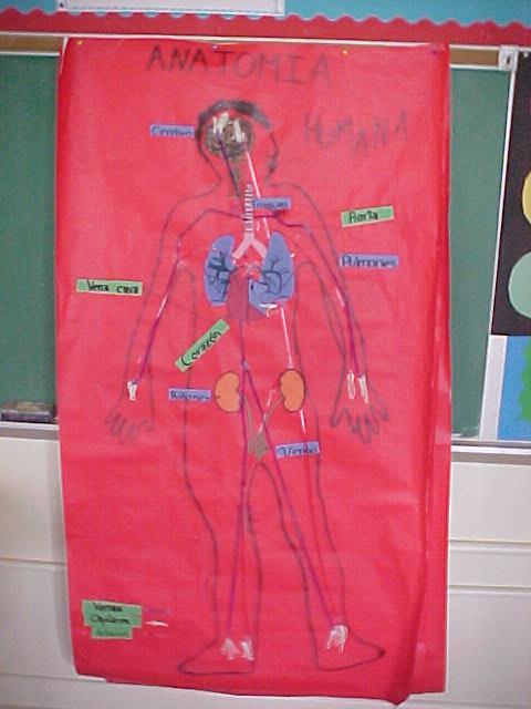 Endocrine System