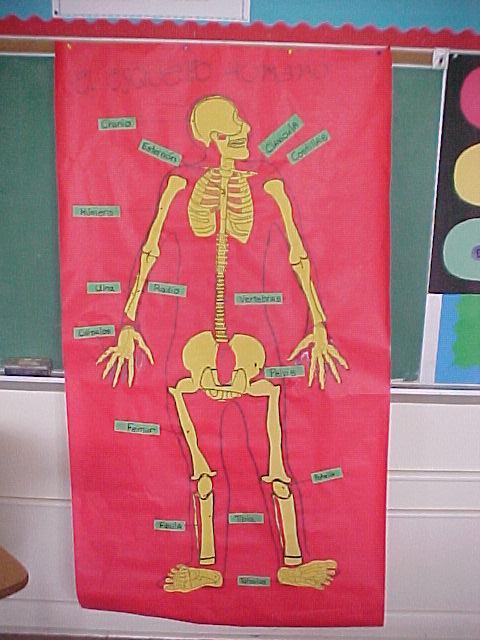 Human Anatomy